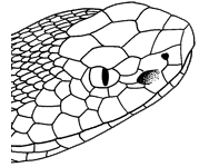 Image of Pit Vipers