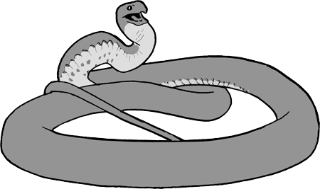 Image of Terrestrial Snakes