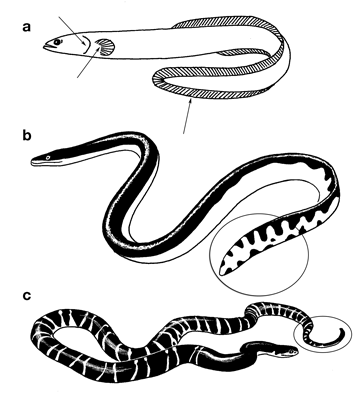 Venomous Sea Snake Facts (Hydrophiinae and Laticaudinae)